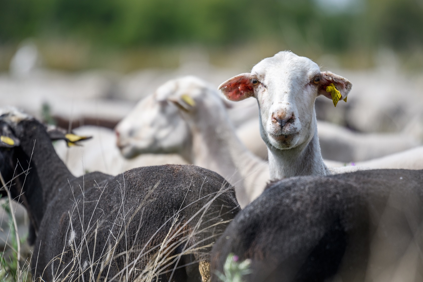 Pastoreo ‘inteligente’ para combatir incendios y proteger la biodiversidad