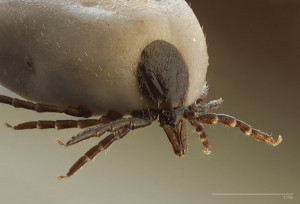 Garrapatas y enfermedad de Lyme, una plaga creciente en España